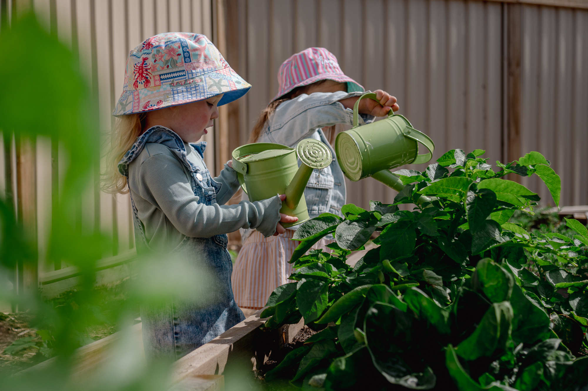 Kindergarten kindergarten near me kindy near me funded kindergarten